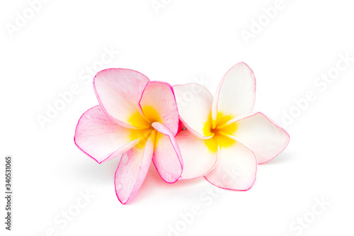 Frangipani flowers isolated on a white background.