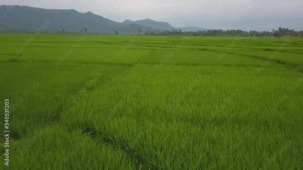 Great paddy fields in Nanggulan, Kulonprogo, Yogyakarta Great paddy fields in Nanggulan, Kulonprogo, Yogyakarta