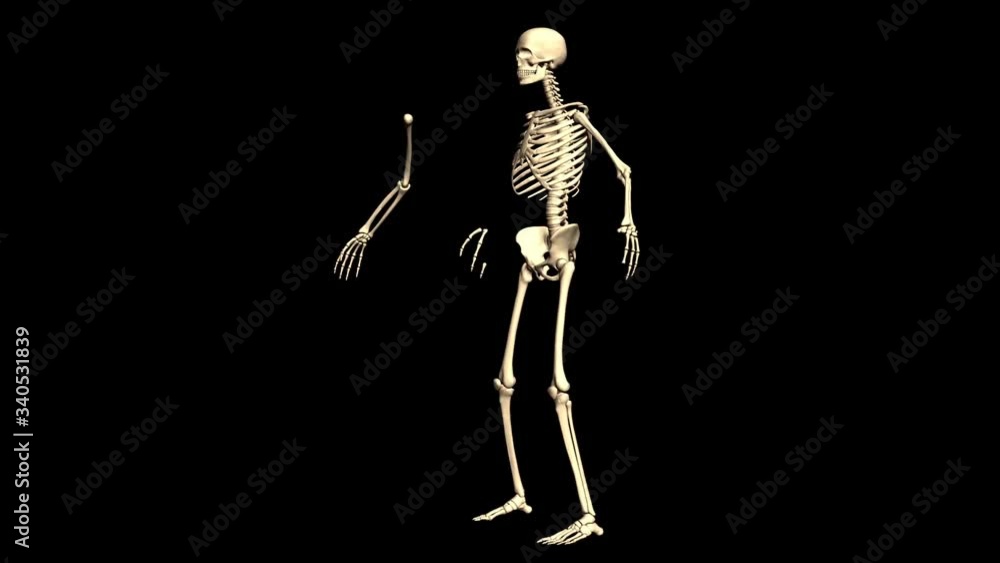 Animated 3D anatomy. Skeleton 3D animation. Time-lapse 3D animation showing a process of assembled of the skeleton.