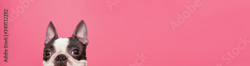 Fotografía The dog's sly happy face of a Boston Terrier peeks out with raised ears against a pink background