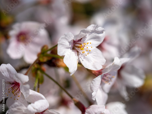 Fototapeta Naklejka Na Ścianę i Meble -  さくら　広島 黄金山の桜