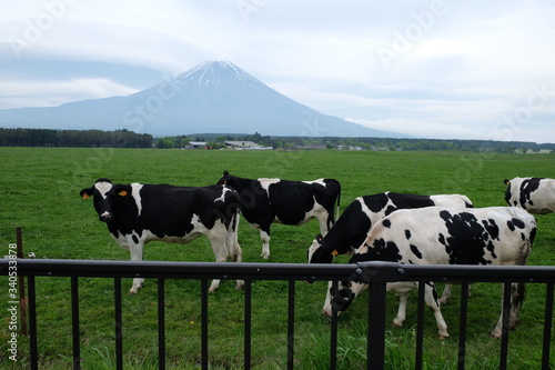 Cows eating lush grass on the green field behind the iron fence in Fuji mountain background, Japan.