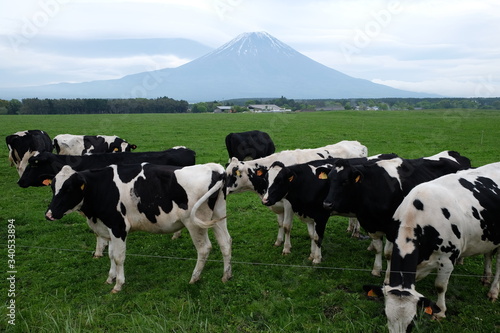 Cow Farm in the foot of Mount Fuji at Asagiri Kogen, Japan.