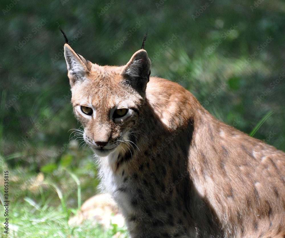 Obraz premium Luchs