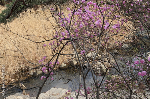 Wallpaper Mural 복숭아꽃이 보이는 아름다운 봄풍경 Torontodigital.ca