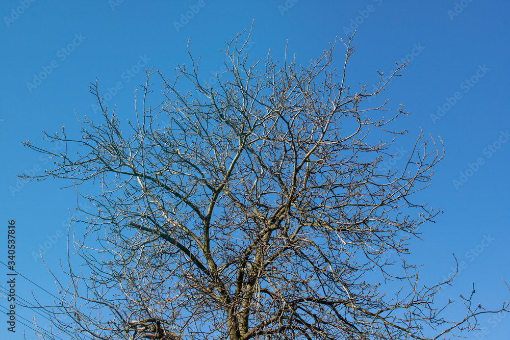 The crown of a nut tree without leaves against a clear blue sky The crown of a nut tree without leaves against a clear blue sky