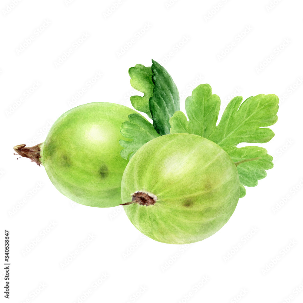 Gooseberry with leaf watercolor illustration isolated on white background Gooseberry with leaf watercolor illustration isolated on white background