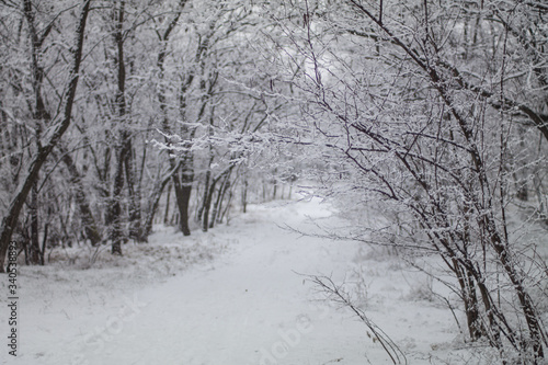 winter road in the forest