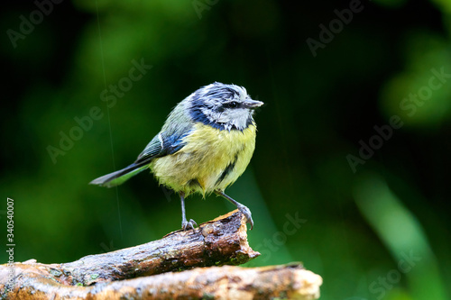 Young Blue Tit in the Garden