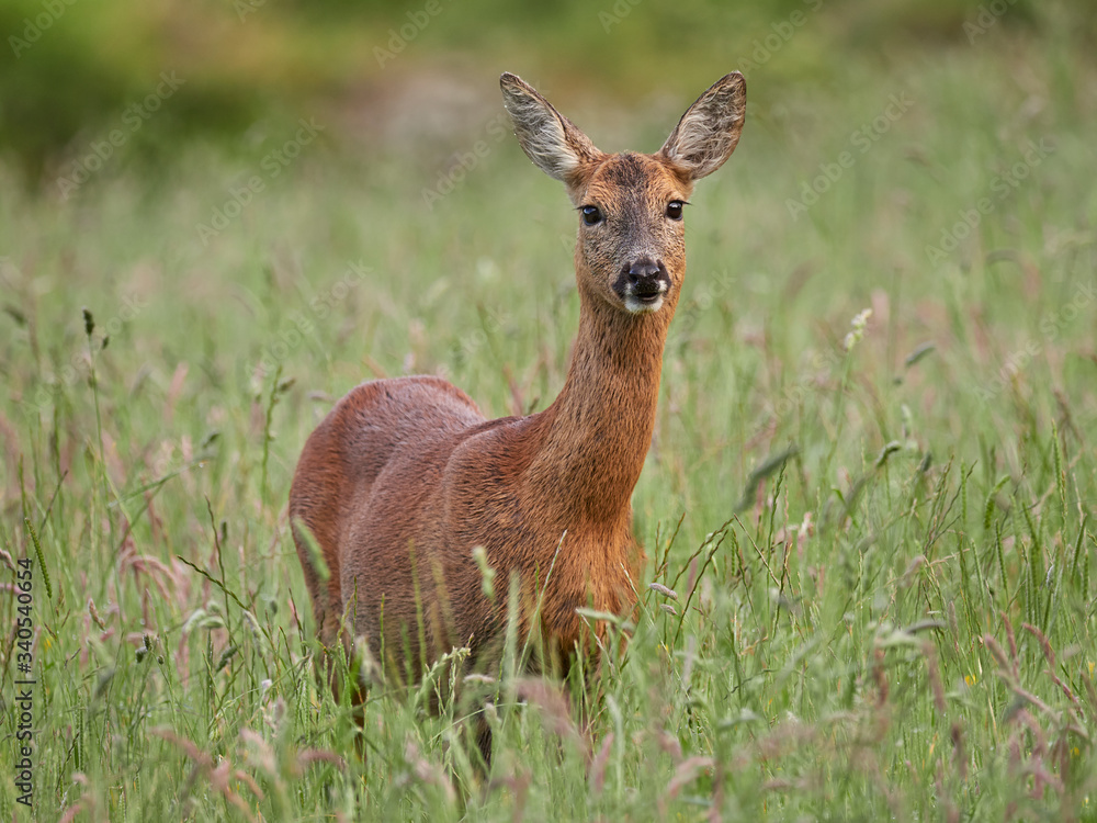Roe Deer (Capreolus capreolus)
