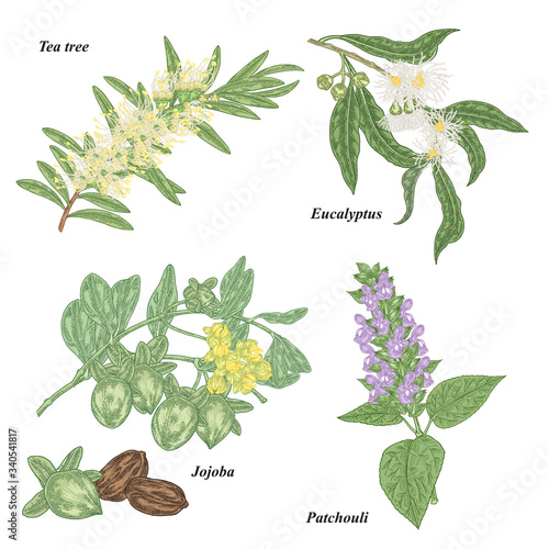 Tea tree, jojoba, eucalyptus and patchouli branch with flowers isolated on white background.  Cosmetic and medical plants set. Vector botanical illustration.