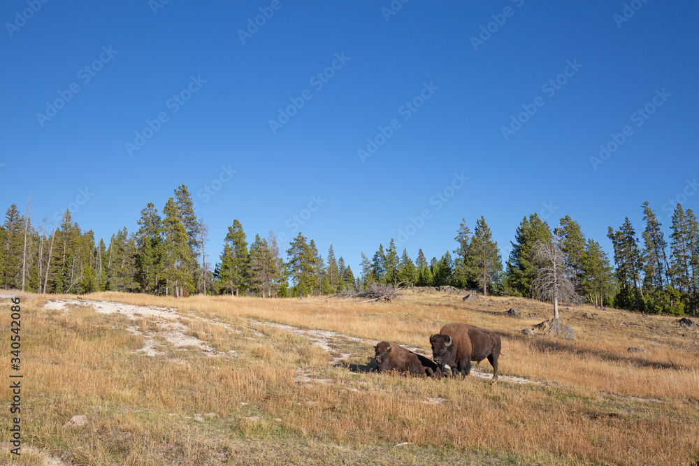 Naklejka premium Bison