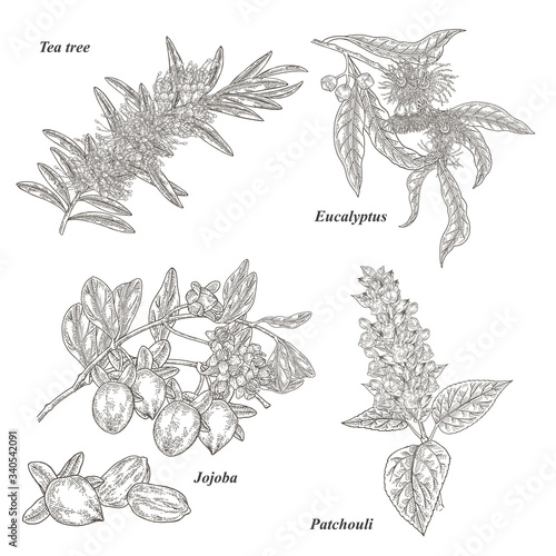 Tea tree, jojoba, eucalyptus and patchouli branch with flowers isolated on white background.  Cosmetic and medical plants set. Vector illustration engraved.