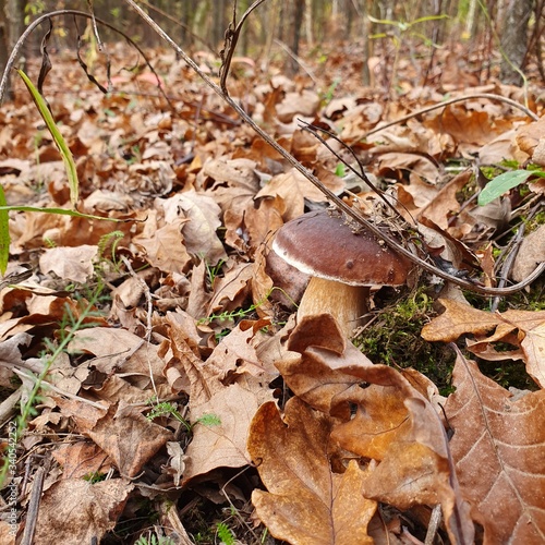 orange cap boletus photo