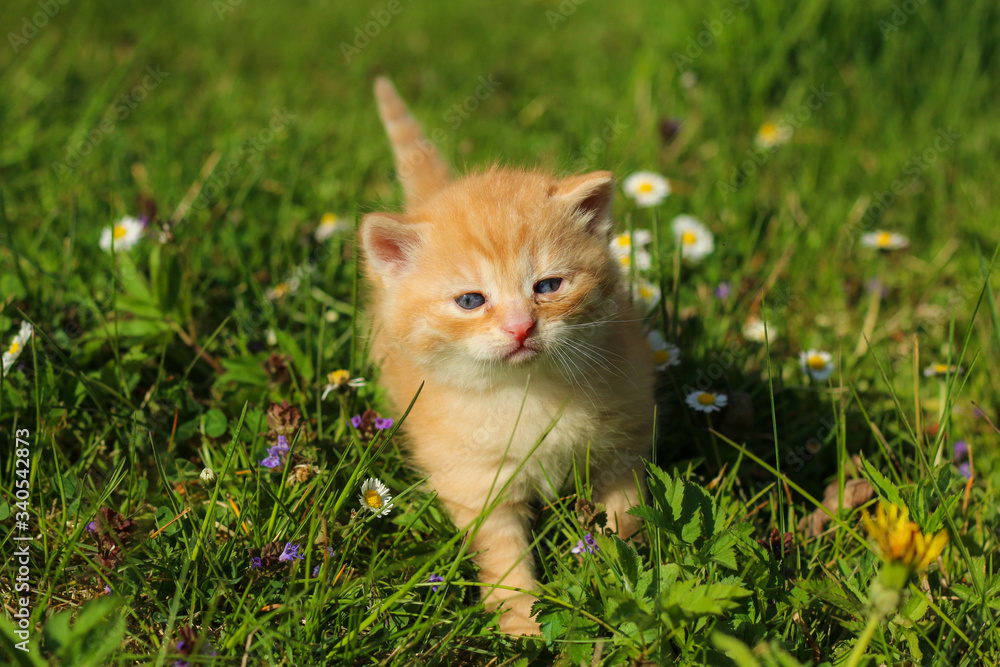 The portrait of a young three weeks old kitten in the grass and flowers. Looking cute and happy even with a bit squinting eyes. 
