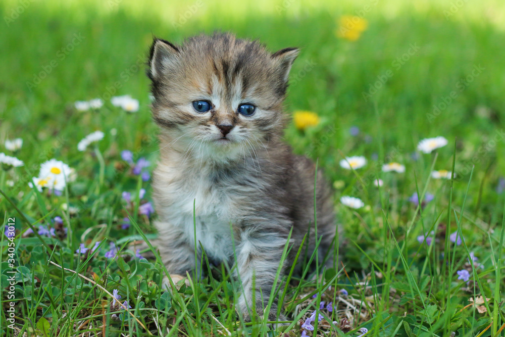 The portrait of a young three weeks old kitten in the grass and flowers. Looking cute and happy even with a bit squinting eyes.