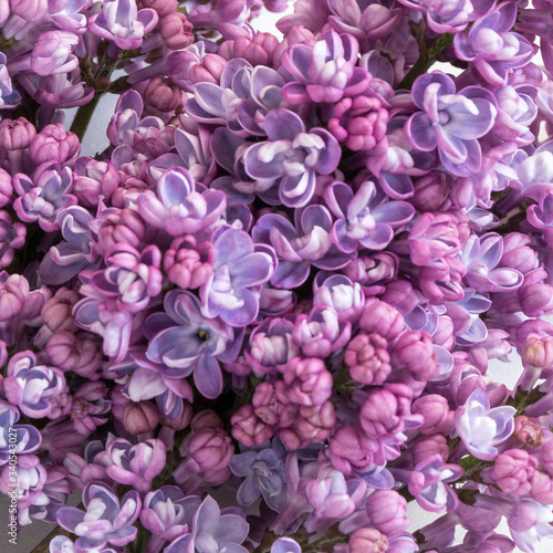 fleurs de lilas. Pattern. Fond d arri  re  