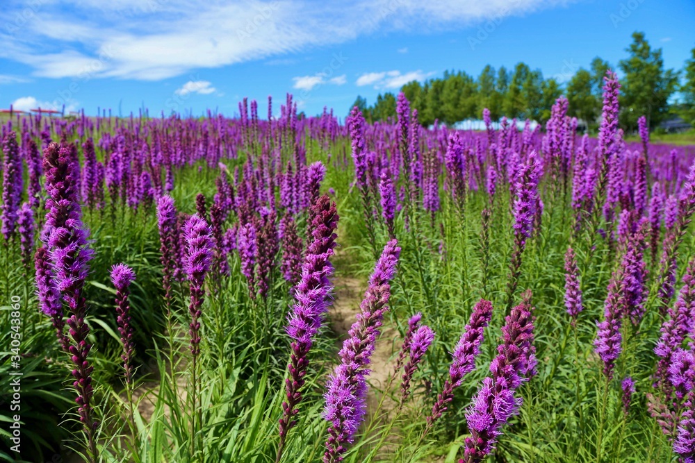 Naklejka premium 四季彩の丘