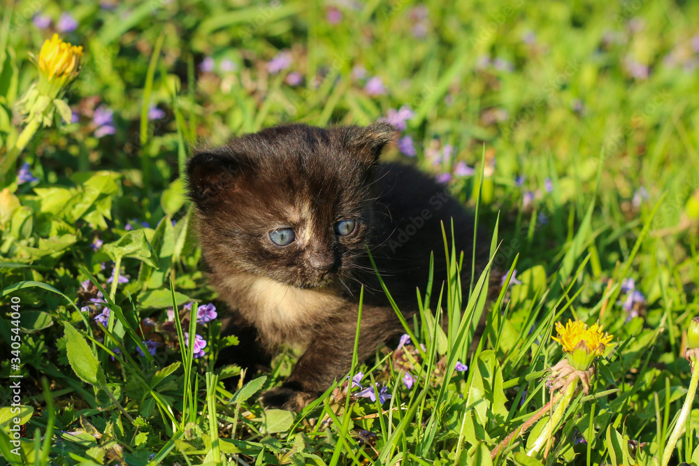 Φωτογραφία The portrait of a young three weeks old kitten in the grass and flowers