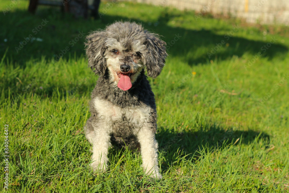 The portrait picture of the cute curly dog. It is a cross breed of poodle and shi tzu. The portrait picture of the cute curly dog. It is a cross breed of poodle and shi tzu.