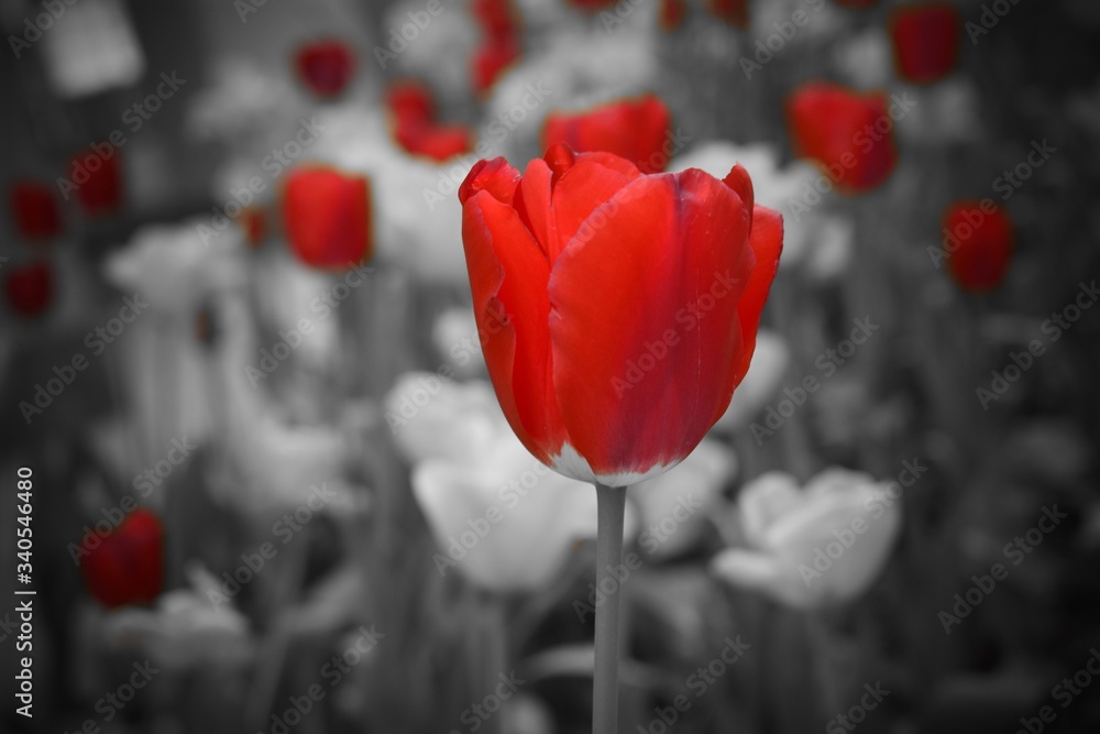 Obraz premium Only the red tulips shine