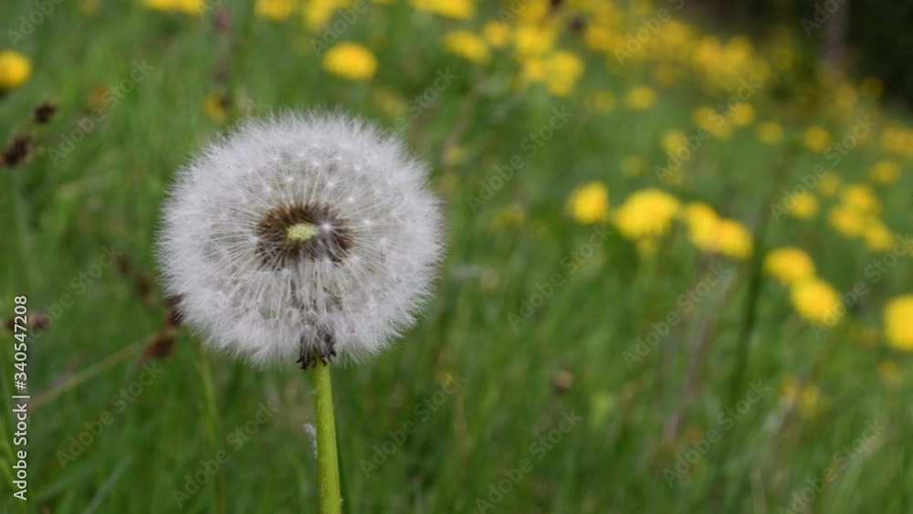 The dandelion seed detaches itself from the flower, carried by the wind.