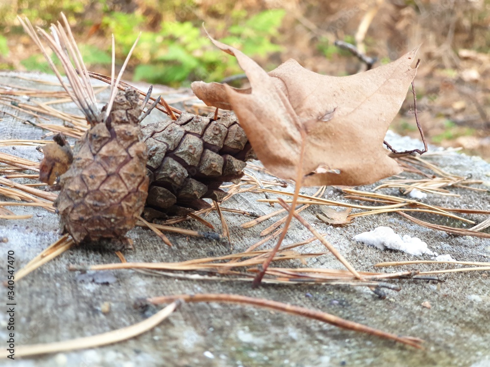 dead pine cone