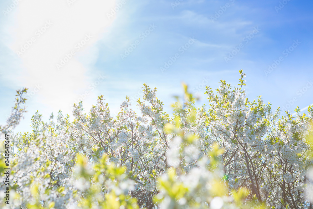 White flowers of cherry blossoms on sunny spring day. Blooming sakura tree on sky background in garden or park. Cherry blossom. White flowers of cherry blossoms on sunny spring day. Blooming sakura tree on sky background in garden or park. Cherry blossom.