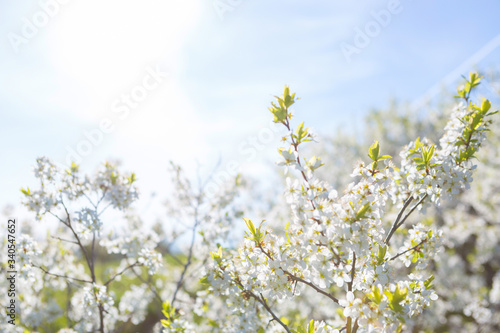 White flowers of cherry blossoms on sunny spring day. Blooming sakura tree on sky background in garden or park. Cherry blossom.