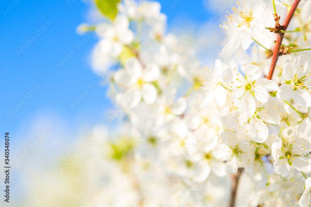 Fototapeta premium White flowers of cherry blossoms on sunny spring day. Blooming sakura tree on sky background in garden or park. Cherry blossom.