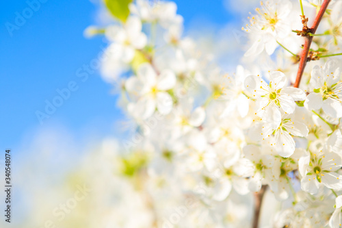 White flowers of cherry blossoms on sunny spring day. Blooming sakura tree on sky background in garden or park. Cherry blossom. © Alik Mulikov