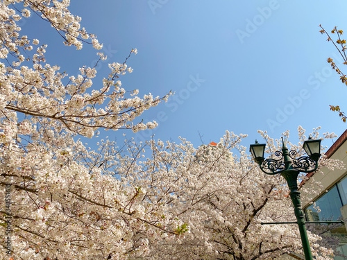 宝塚　花の道