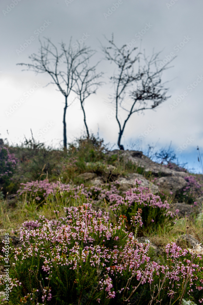 silhouette of small bare trees in mountain silhouette of small bare trees in mountain