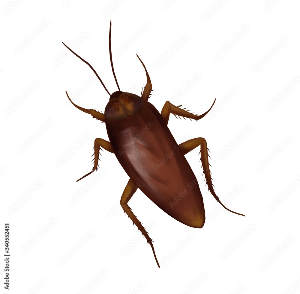 cockroach on white background cockroach on white background