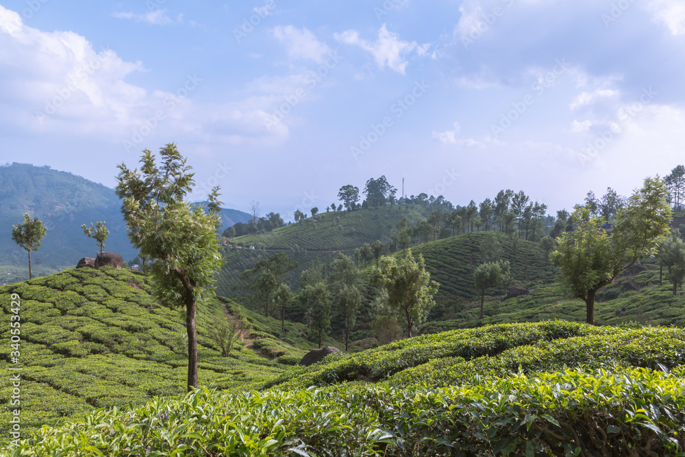 Tea plantation landscape in Munnar Kerala