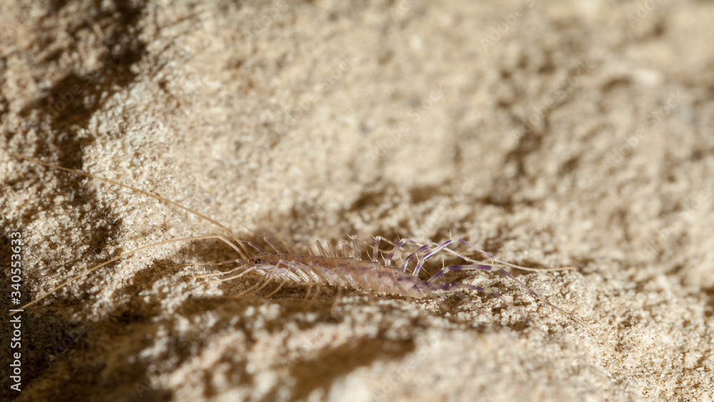 Scutigera hide in sand Scutigera hide in sand