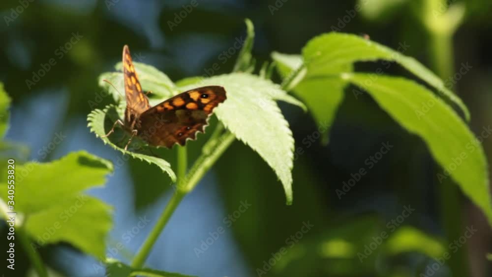 Close up of pararge butterfly on a green plant leaf flying away