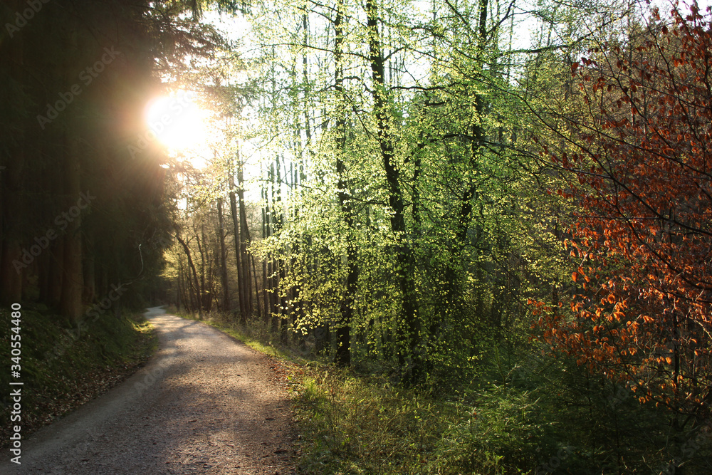 Fototapeta premium spring road in the forest, illuminated by the bright sun, the concept of seasonal awakening of nature
