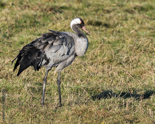 Common Crane on the grass