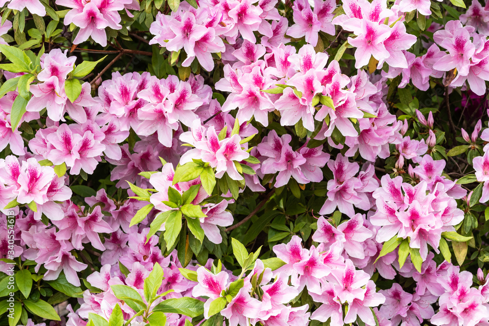ピンクのつつじの花 ピンクのつつじの花