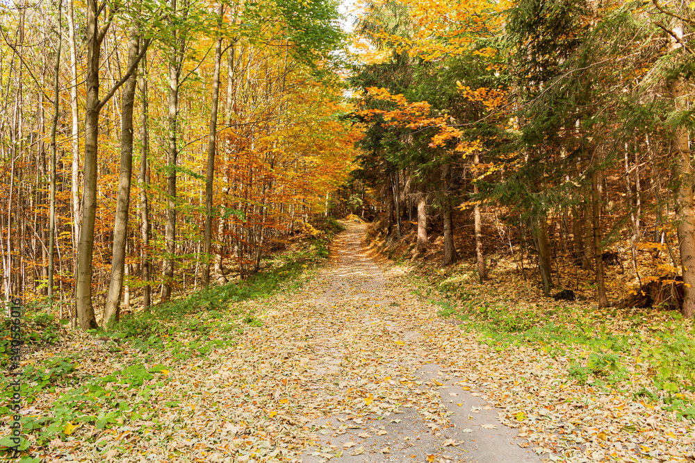 Naklejka premium Path through a golden forest at sunrise with fog and warm light. Road through a golden forest at autumn