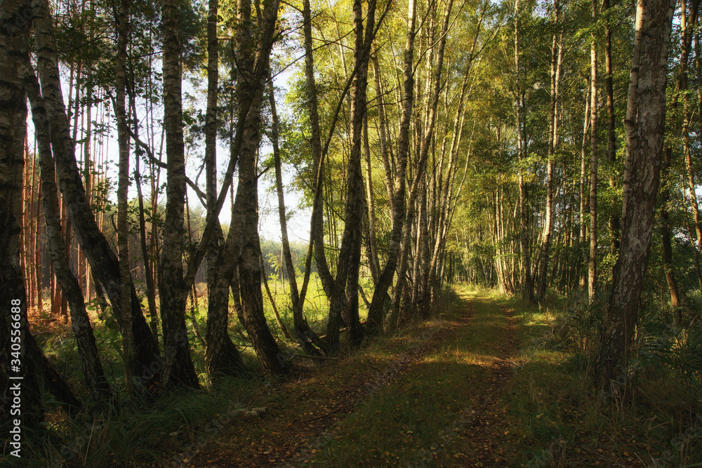 Obraz premium Birch road