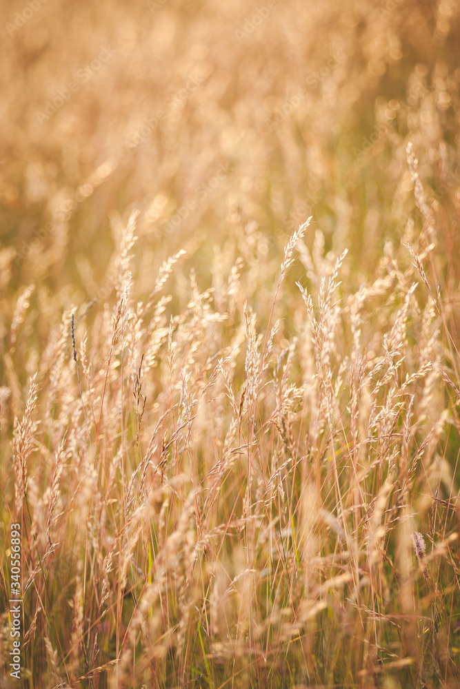 Field of golden dry grass against the background of a beautiful sunset. Agriculture. The field is resting. Toning