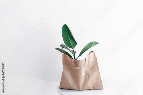 green flower in a paper bag on marble background