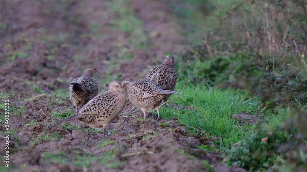 Pheasant female group standing in the field and look, mating season, spring, (phasianus colchicus), germany Pheasant female group standing in the field and look, mating season, spring, (phasianus colchicus), germany