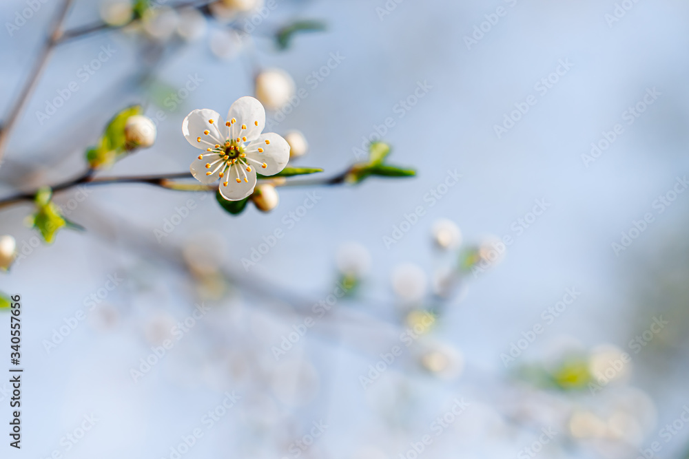 Flowering Apple trees on a spring sunny day on a branch in spring under the rays of the bright beautiful sun against the sky and buds and flowers open. White flowers on the branches. Flowering Apple trees on a spring sunny day on a branch in spring under the rays of the bright beautiful sun against the sky and buds and flowers open. White flowers on the branches.