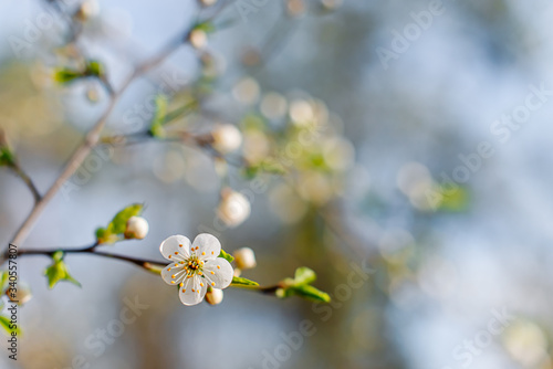 Flowering Apple trees on a spring sunny day on a branch in spring under the rays of the bright beautiful sun against the sky and buds and flowers open. White flowers on the branches.