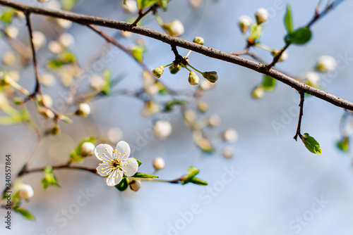 Flowering Apple trees on a spring sunny day on a branch in spring under the rays of the bright beautiful sun against the sky and buds and flowers open. White flowers on the branches.