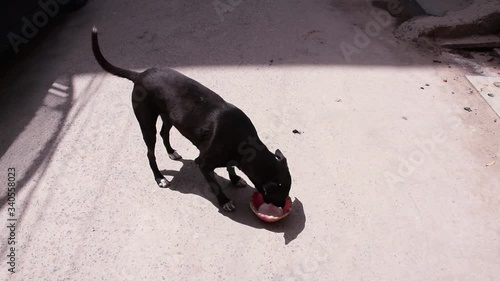 Hungry Indian Black street dog drinking milk photo