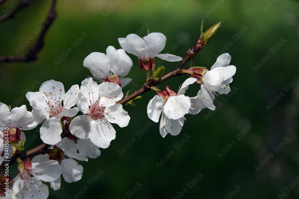 Fototapeta premium apple tree flowers